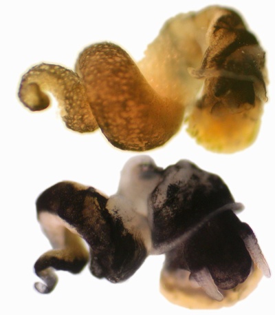 Potamopyrgus antipodarum